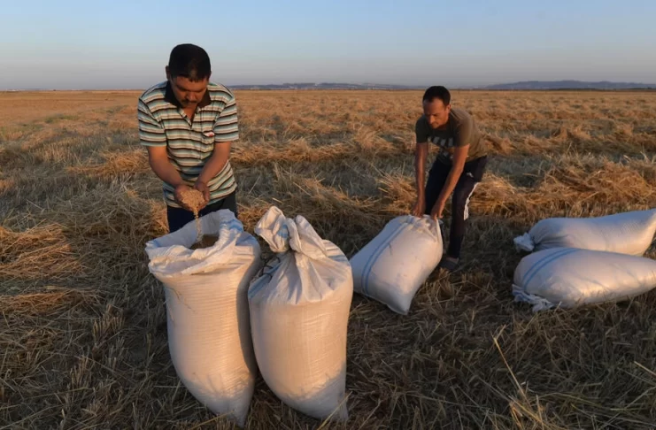 Algunos países del continente africano ya  buscan alternativas de producir cereales ante la guerra en Ucrania
