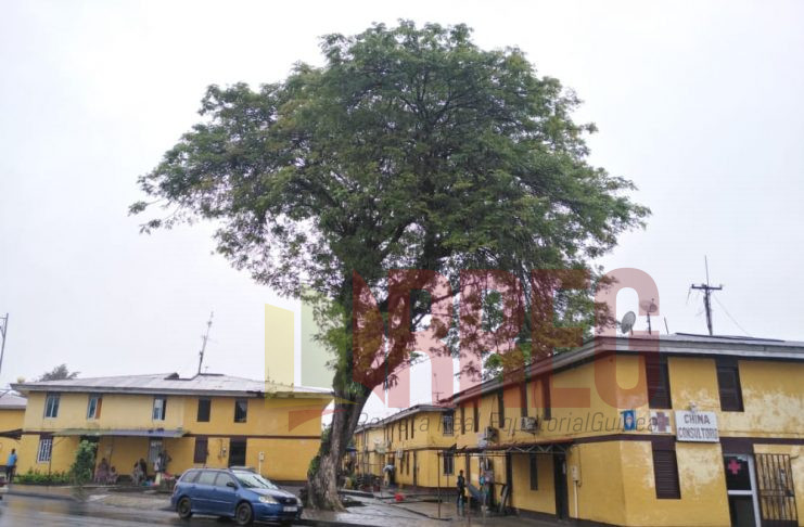 Un árbol con síntomas de derrumbamiento causa temor en el barrio Los Ángeles en Malabo