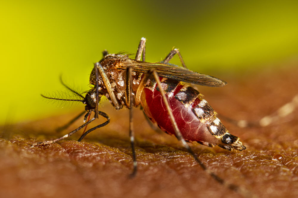 Insólito: El mosquito es el animal que más personas mata en el mundo